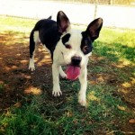 Petunia at the park