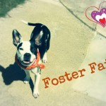 Petunia, foster fail!