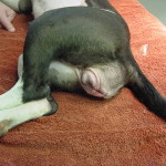 Petunia, post-op