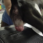 Petunia, pre-op