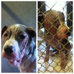 Sapphire has horrible Mange