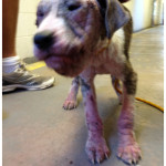 Sapphire's Mange infection