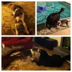 Sapphire's furever home!