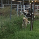Shelby's furever!