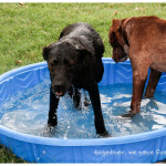 Loves water!