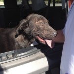Abby with Mange