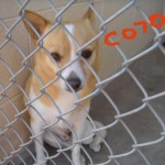 Dash at county