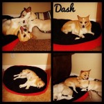 Dash and his pals