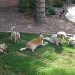 Dash's foster siblings
