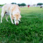 Sniffing around