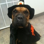Happy HOWLoween!