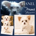 Chanel!