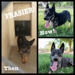 Frasier