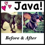 Java