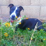 Kiya!
