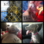 Kona