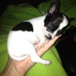 Oreo