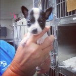 Oreo at county