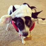 Oreo is ready for Halloween