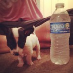 Oreo is so tiny!