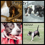 Pepper, before & after
