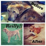 Reilly