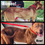 Romeo