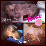 Rose