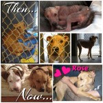 Rose, before & after