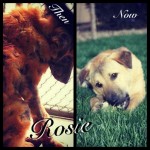 Rosie!
