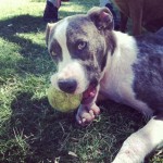 Sapphire