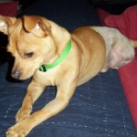 TriPAWd Andre