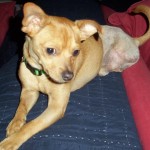 TriPAWd Andre!