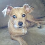 TriPAWd Bogie