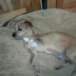 TriPAWd Bogie!