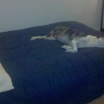 TriPAWd Callie