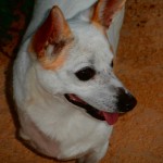 TriPAWd Cassidy!