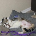 TriPAWd Clover!