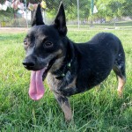 TriPAWd Frasier