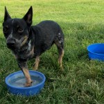 TriPAWd Frasier!