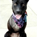 TriPAWd Olive