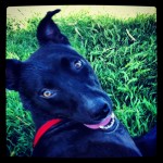 TriPAWd Olive!