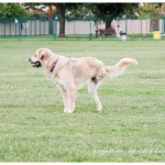 TriPAWd Shelby