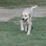 TriPAWd Shelby!