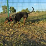 TriPAWd Sydney!