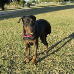 TriPAWd Sydney