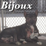 Bijoux at county