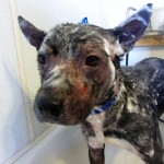 Medicated Mange bath