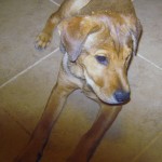 Charlee at county