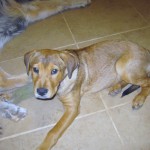 Charlee!